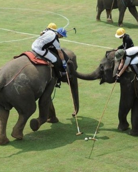 Le polo